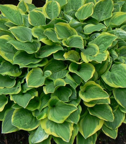 Hosta 'Golden Tiara'